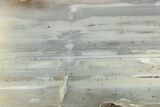 Waterline Agate Limb Cast Slice - Tom Miner Basin, Montana #248709-1